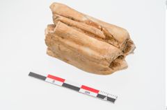 Foto von Tierzahn (NHMW-PRAE-024746)